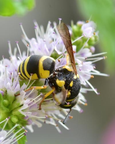 Euodynerus sp.